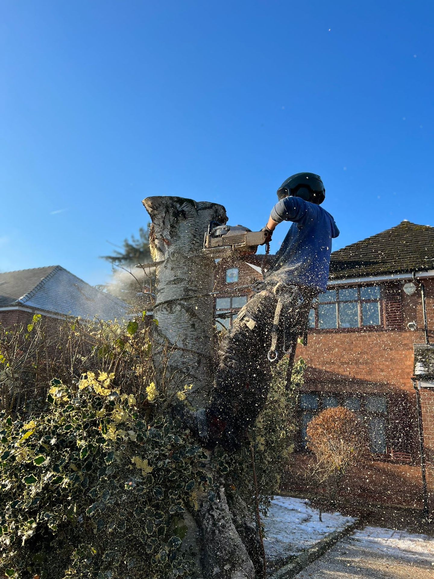 Professional tree surgeon in Altrincham, Cheshire, using a chainsaw to expertly cut down a tree. Our team at Hassell Tree specialises in safe and skilled tree removal services.