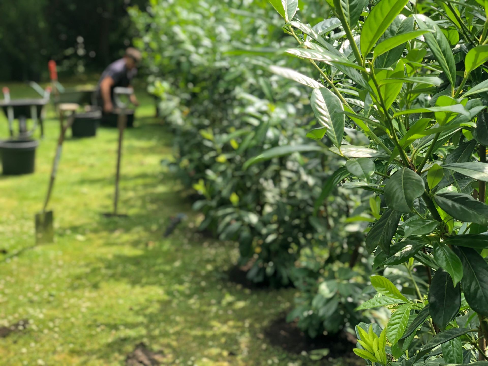 Row of lush green shrubs with a person working in the background in a garden setting.