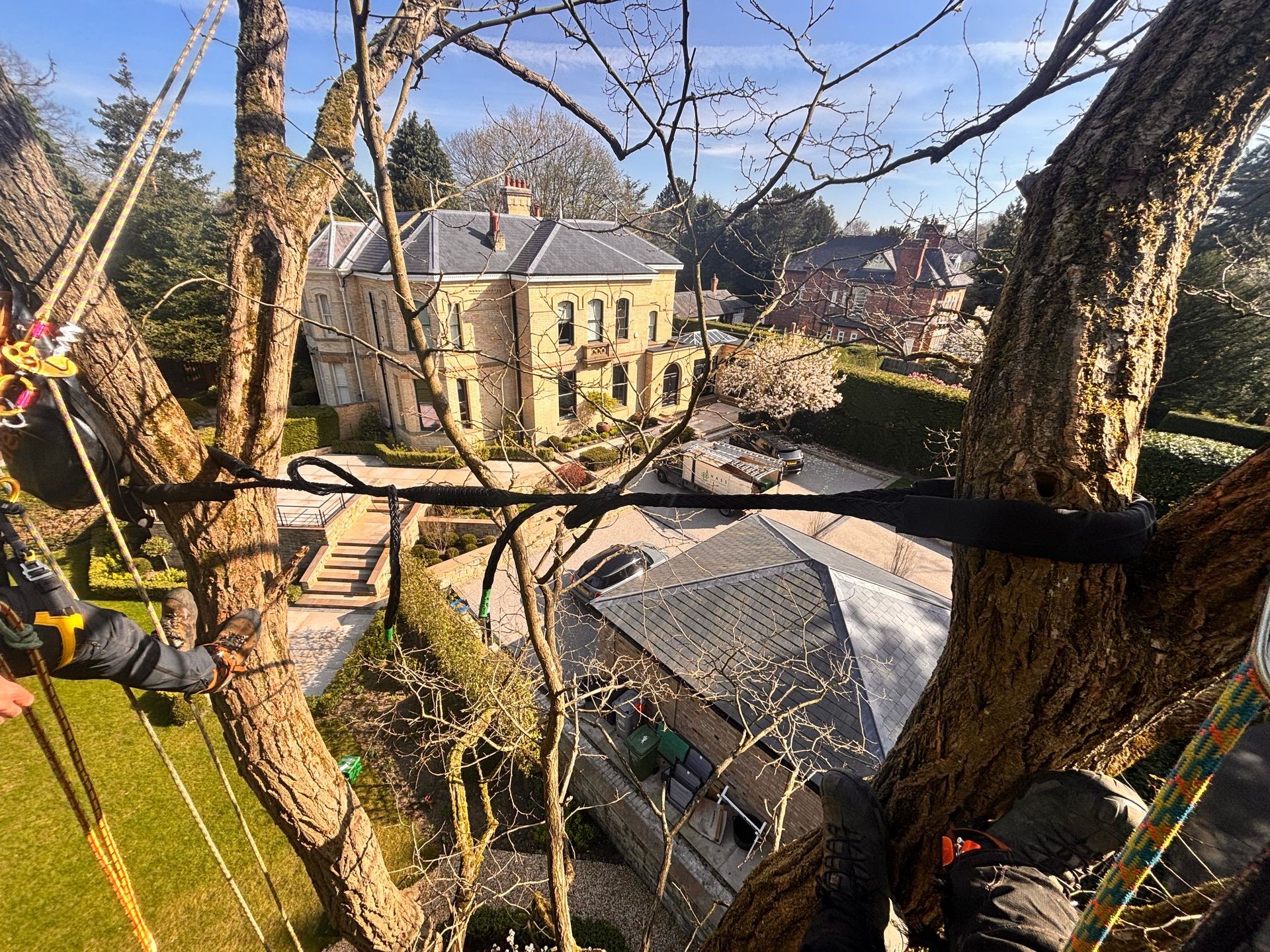Cable bracing in Knutsford — non-invasive support system stabilising a mature tree to reduce limb failure